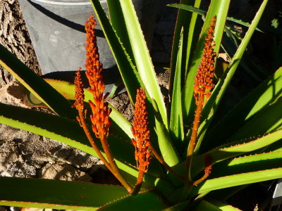 Aloe alexandrei
