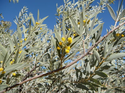 Acacia georginea