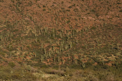 Forest of Saguaro Cactus