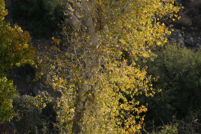 Fremont Cottonwood Tree