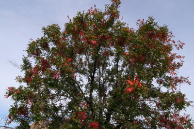 Chinese Pistachio Tree in red and green