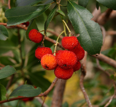 Strawberry Tree - Arbutus unedo