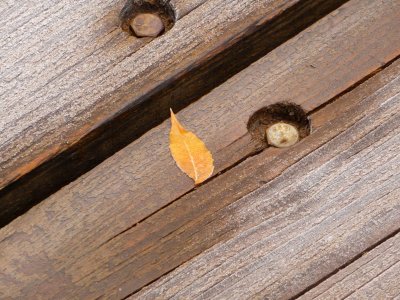 Pistachio Leaf on the Suspension Bridge
