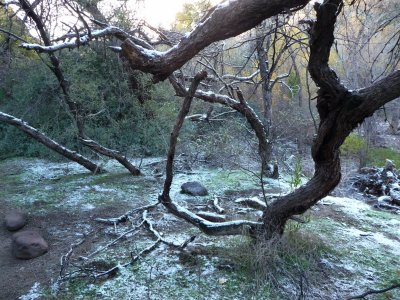 Snow on Crooked Mesquite Trees