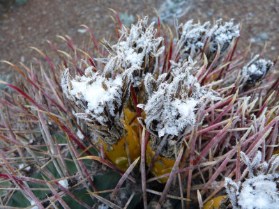 Snow on Barrel Cactus