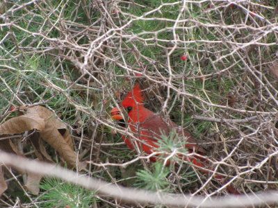 Cardinal in Asparagus Bush