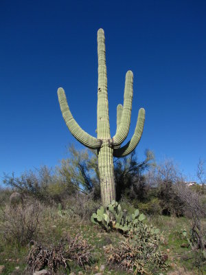 Big Saguaro on the Property Below the Hill House