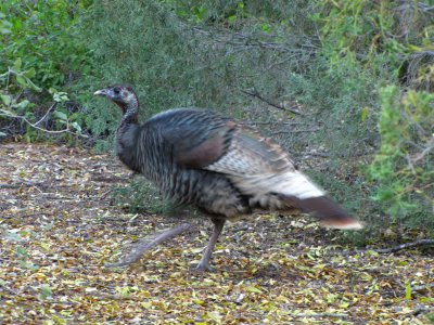 Turkeys at Boyce Thompson Arboretum