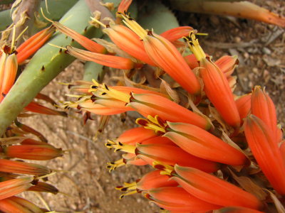 Aloe claviflora