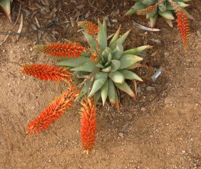 Aloe claviflora
