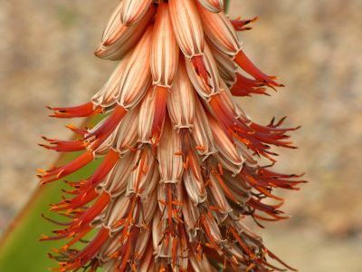 Aloe candelabrum