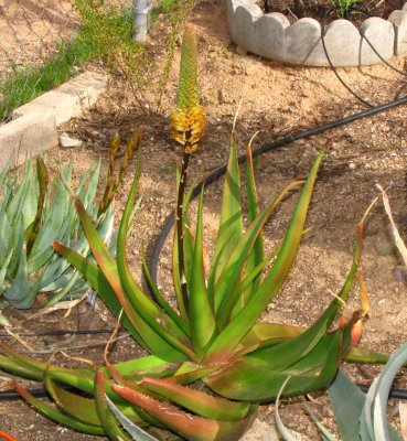 Aloe tauri