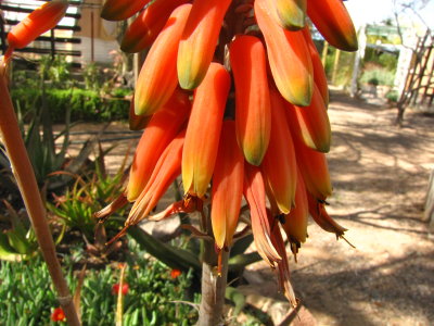 Aloe ellenbeckii x vera