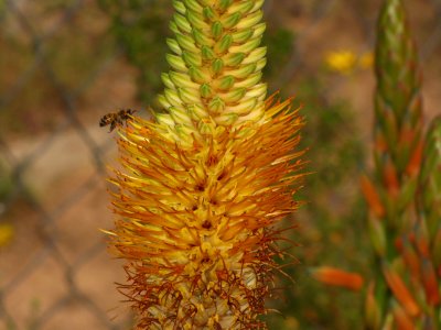 Aloe tauri