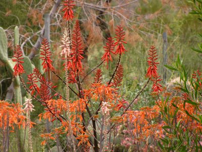 Aloes in the Kitty Garden