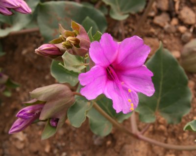 Colorado Four OClock - Mirabilis multiflora