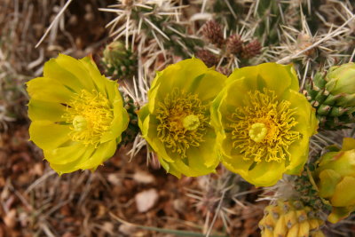 Whipple Cholla - Cylindropuntia whipplei