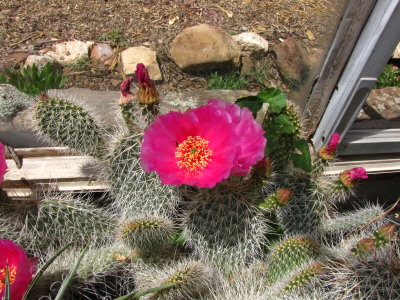 Happy Opuntia in the cactus house at Flagstaff Arboretum
