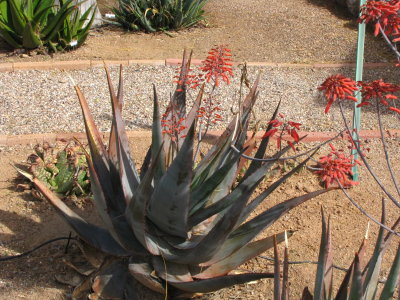 Aloe chabaudii
