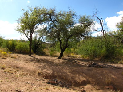 The two mesquite trees that are in the old picture
