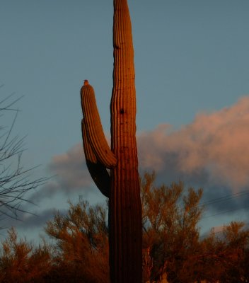 Sunrise saguaro