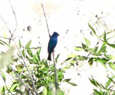 Indigo Bunting