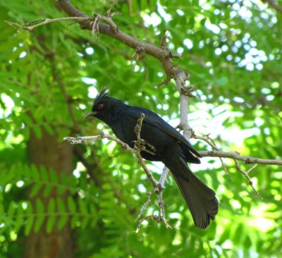 Mr. Phainopepla has red eyes