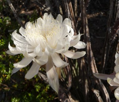 Peniocereus greggii - Queen of the Night