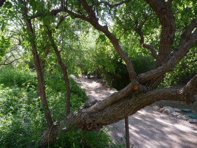 Seeing the Main Trail through Jujube Tree