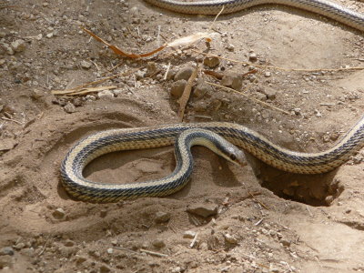 Patch-nosed snake digging a hole