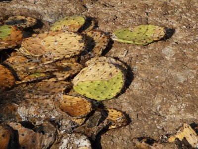 Opuntia engelmannii