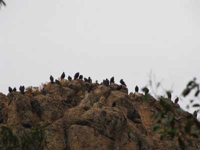 Turkey Vultures on Magma Ridge