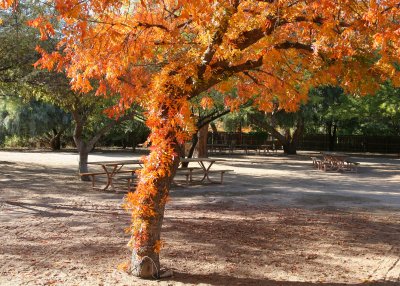 Fall Color