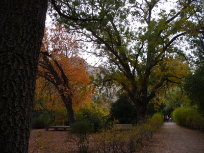 Autumn at Boyce Thompson Arboretum