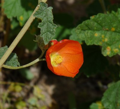 Globe Mallow