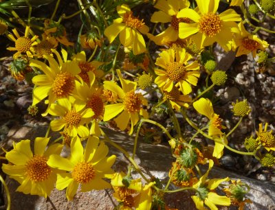 Brittlebush