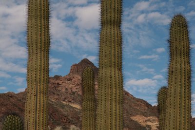 Organ Pipe Cactus National Monument 02-24-08