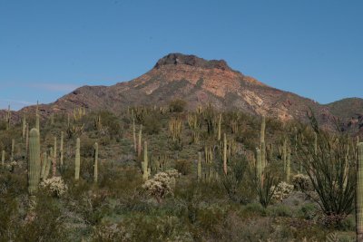 A lot of Organ Pipe cactus on the hillside