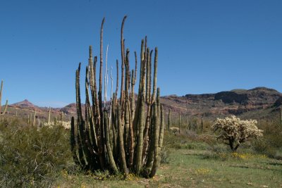 Organ Pipe Cactus with live stems and dead stems