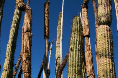 Organ Pipe Cactus with live stems and dead stems