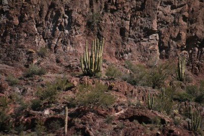 Organ Pipe Cactus way up by a cliff
