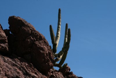 Organ Pipe Cactus growing in rock