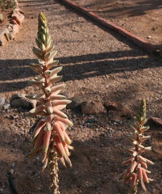 Aloe (sinkatana x hereroensis)  x pubescens