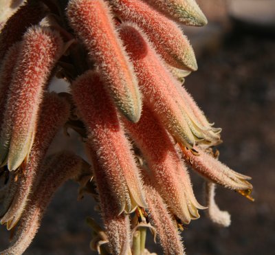 Aloe (sinkatana x hereroensis) x pubescens.