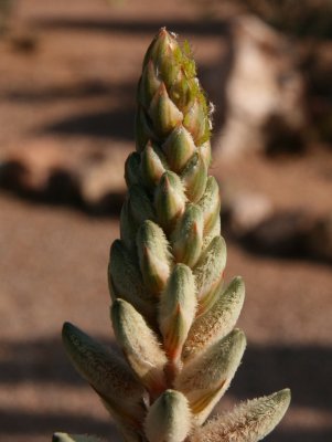 Aloe (sinkatana x hereroensis) x pubescens
