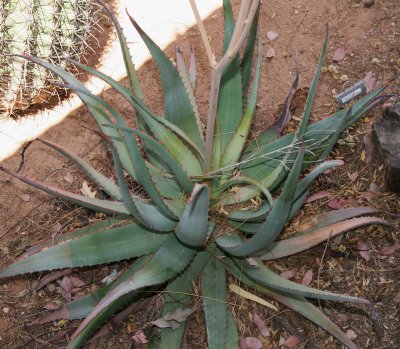 Aloe sinkatana x hereroensis
