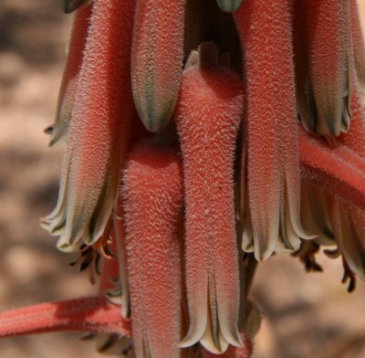 Aloe pubescens