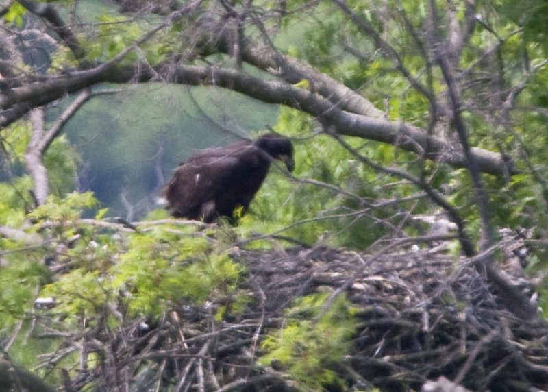 5/24 - IMMATURE EAGLE IN THE NEST