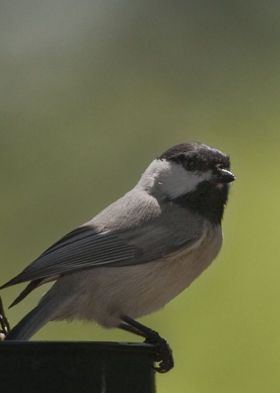 CAROLINA CHICKADEE