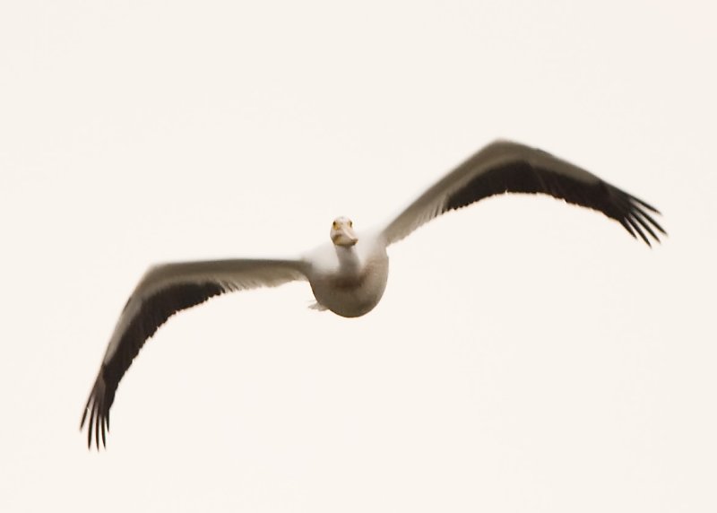 AMERICAN WHITE PELICAN